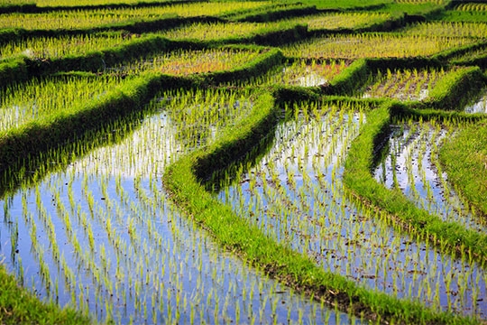 Picturesque rice terraces